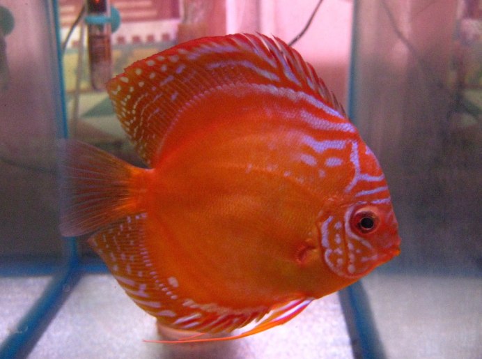 12000 Х 9500 Full HD дискусы