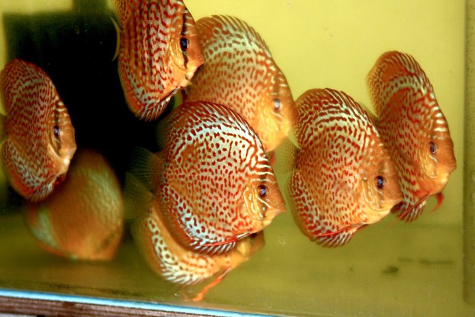 Лучшие аквариумисты мира