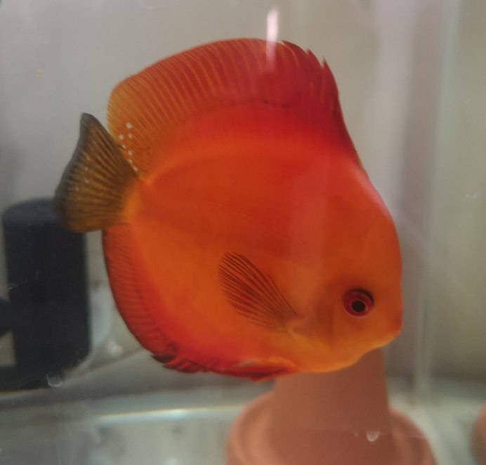 Дискус расцветки