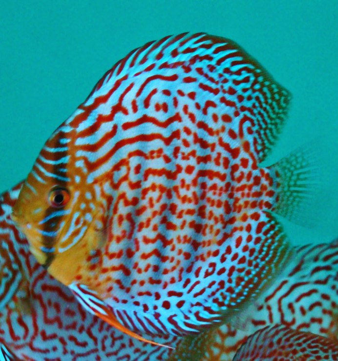 Дискусы Московского разведения