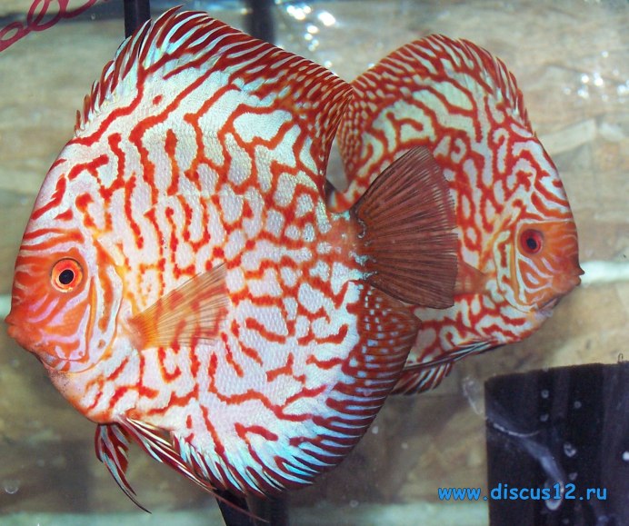 Коричневый малек