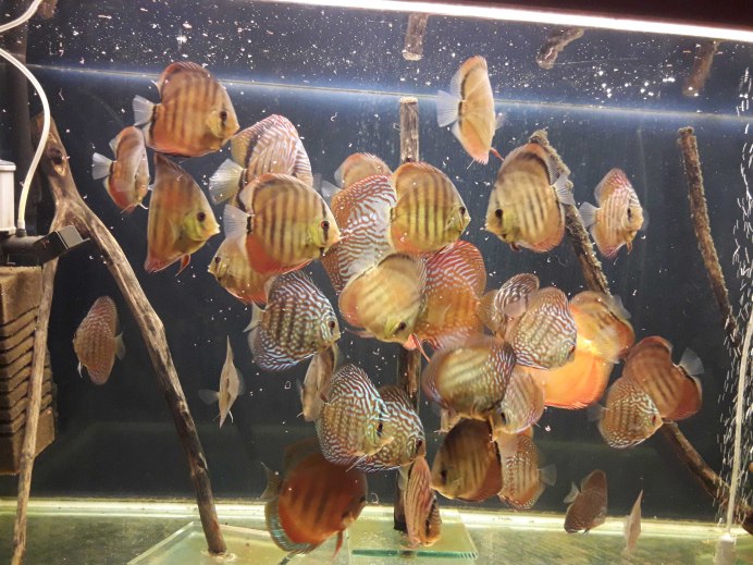 Дискус Аленкер 4 месяца