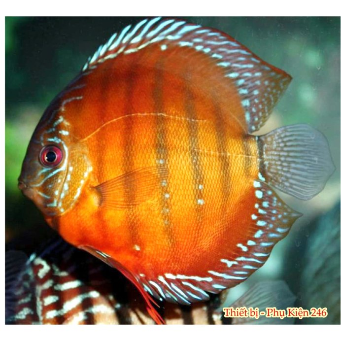 Гексамитоз дискусы