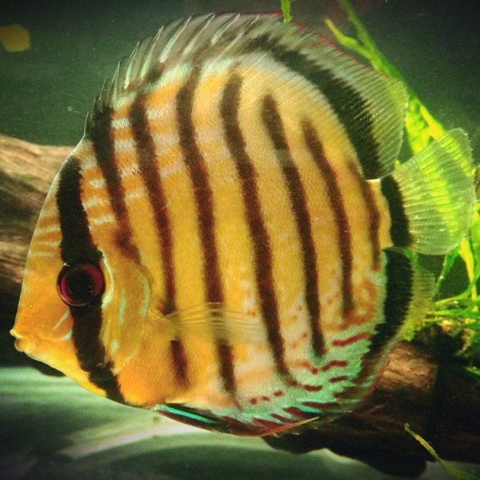 Дискус красный бриллиант