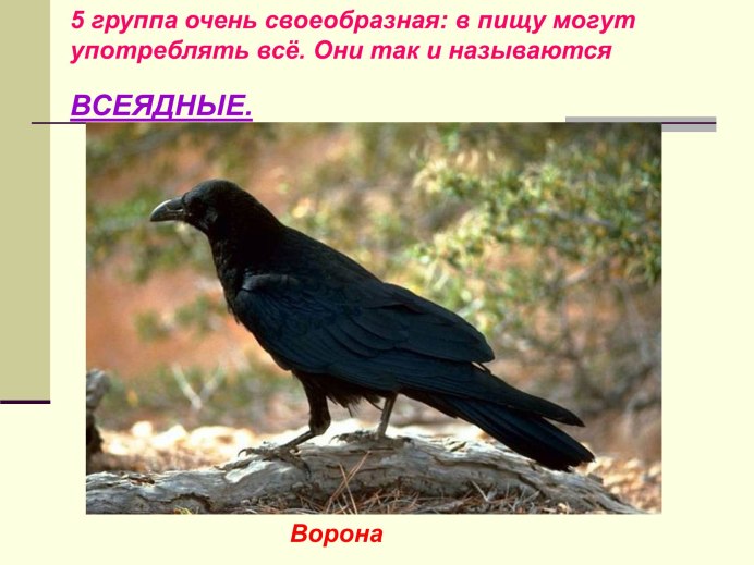 Серая ворона птица