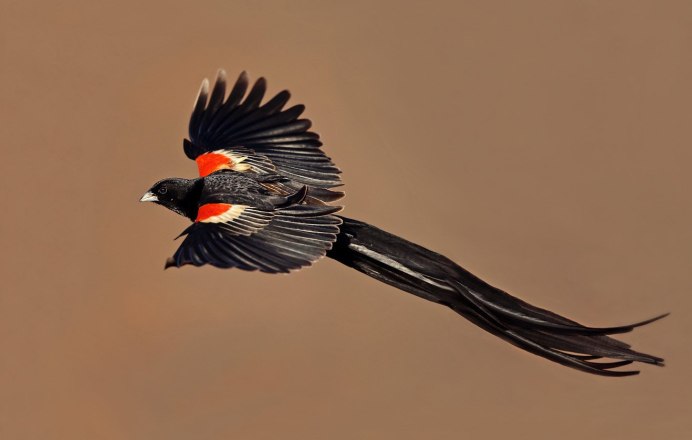 Красный Коршун Milvus Milvus