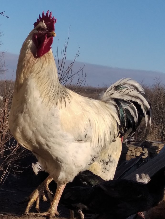 Чешский Доминант куры