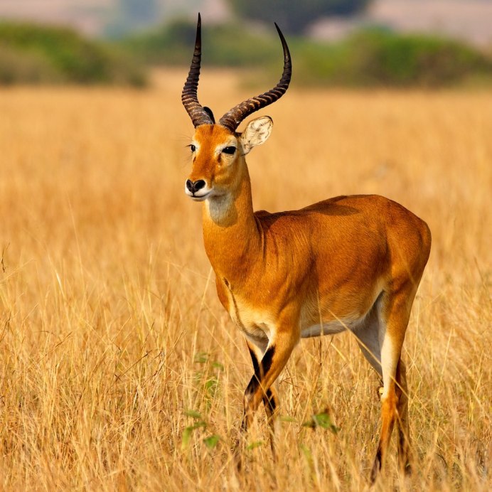 Антилопу пуку (Kobus vardoni)