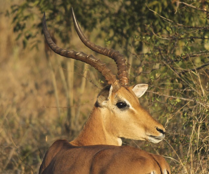 Африканский козел Kobus