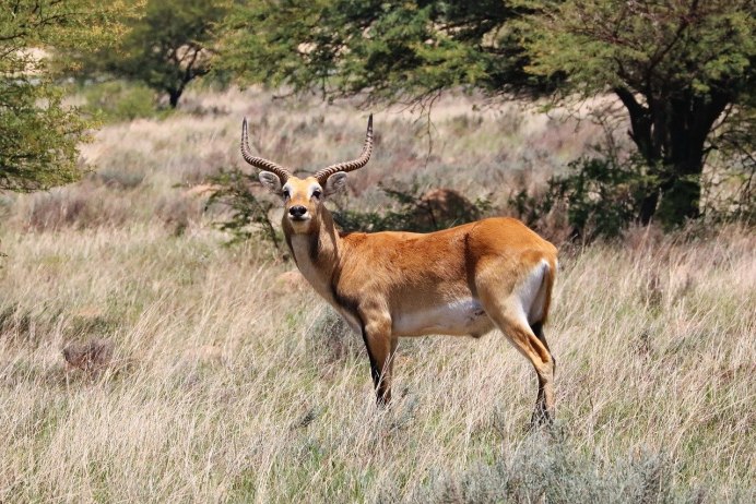 Антилопа Серна