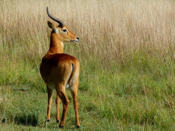 Антилопу пуку (Kobus vardoni)