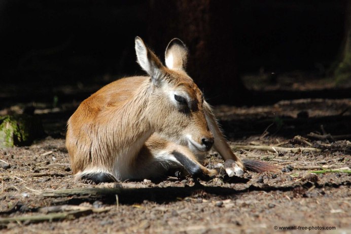 Полорогие парнокопытные