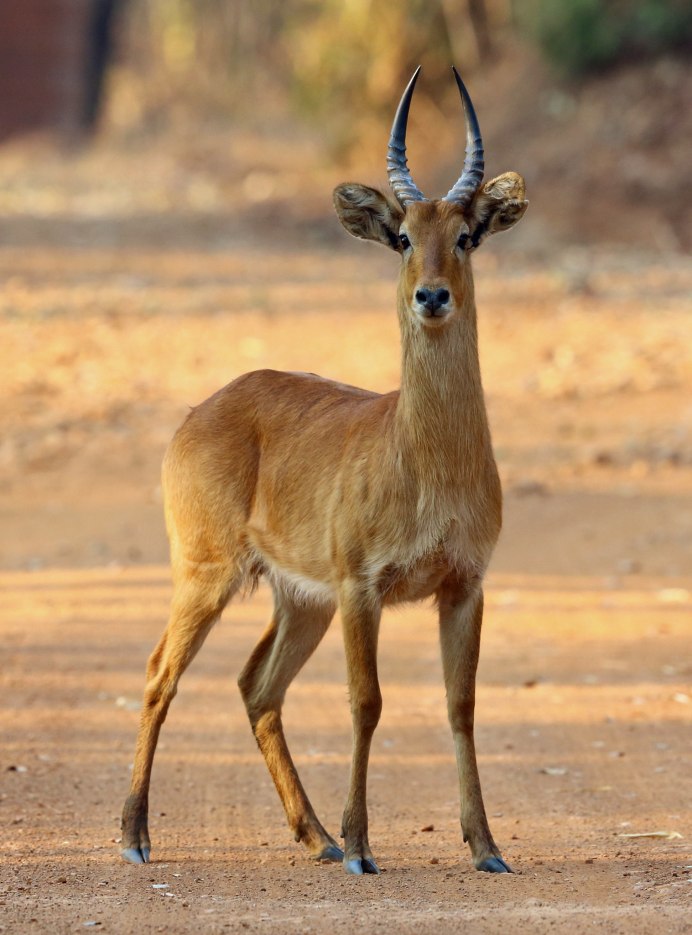 Газель Джейран