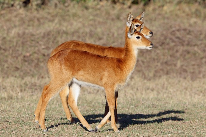 Водяной козел пуку