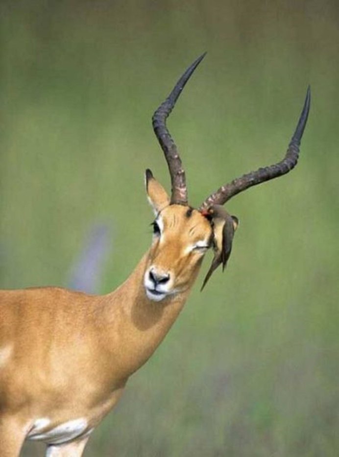 Антилопа КОБ