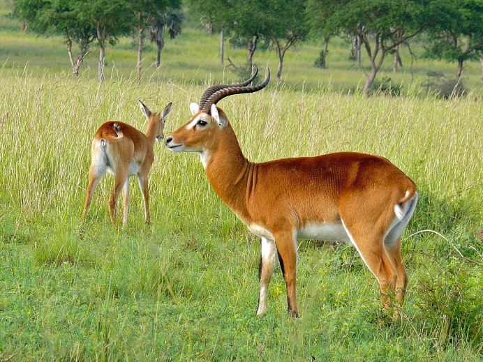 Бубал Хантера