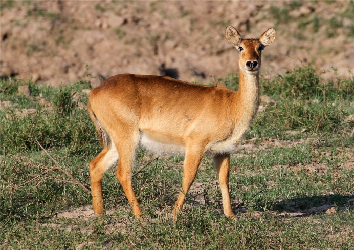 Водяной козел пуку
