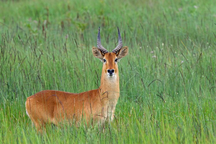 Антилопа КОБ