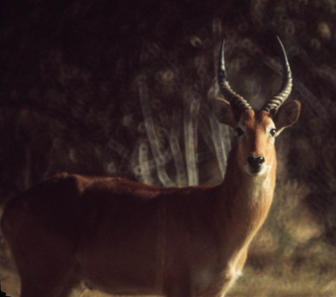 Африканская антилопа личи