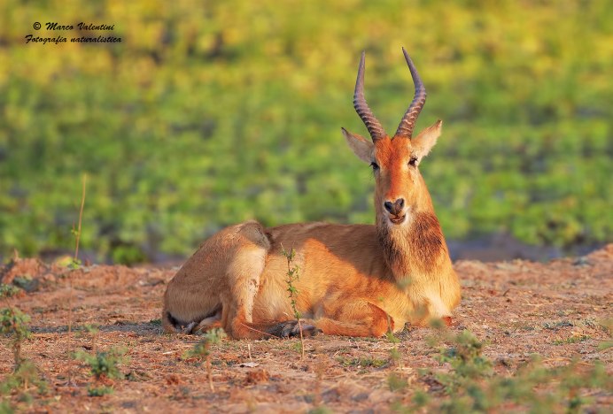 Антилопа пуку фото