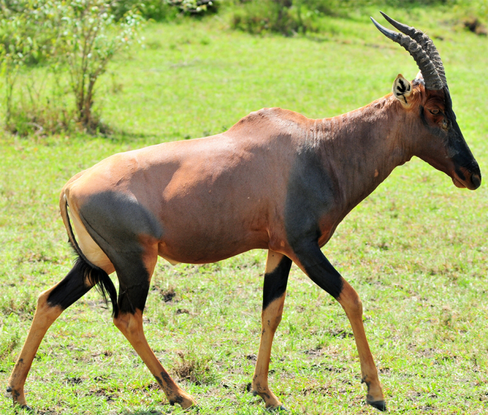 Антилопа личи