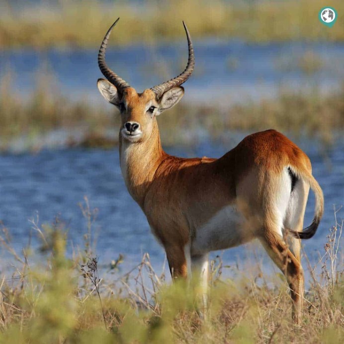 Антилопа личи