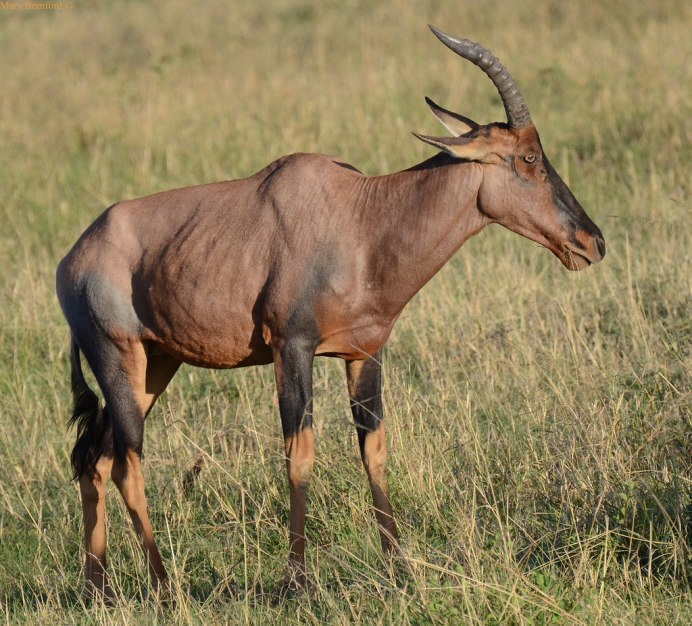 Антилопа пукает