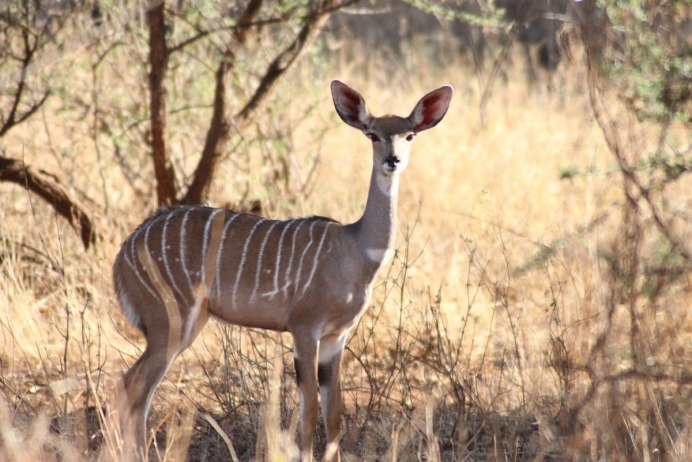Антилопа Африка Нил