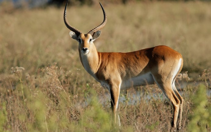 Антилопа Джейран