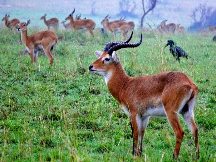 Чернопятая антилопа Импала