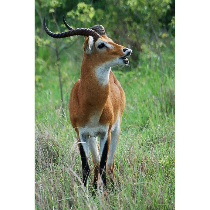 Личи Горная антилопа