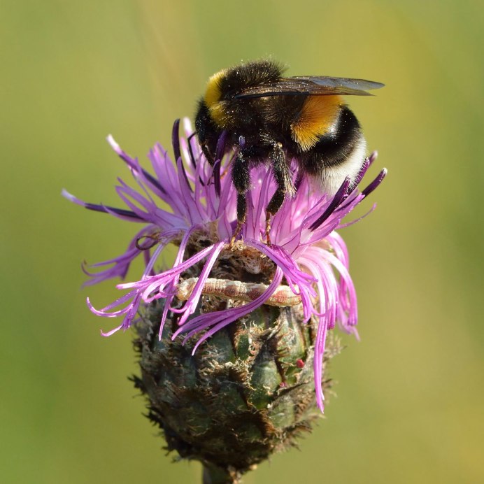 Bombus lucorum подрод