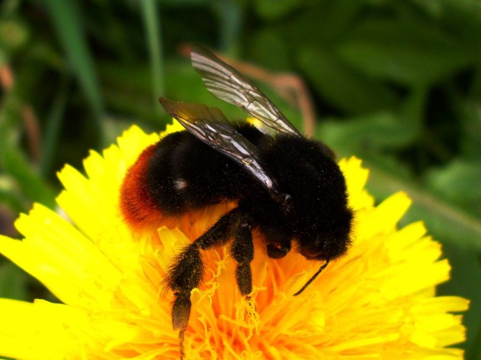 Шмель Bombus