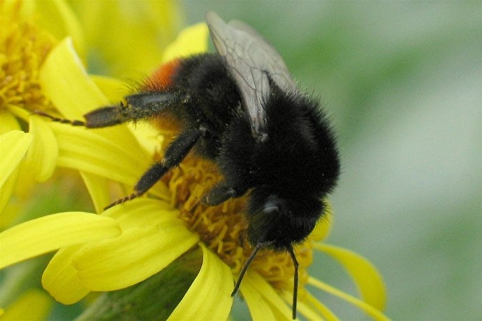 Шмель Байкальский Bombus deuteronymus