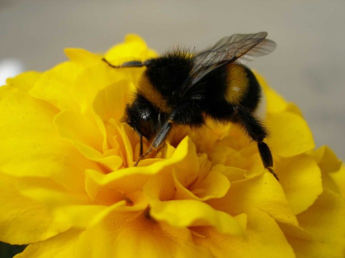 Bombus lucorum - Норовой Шмель