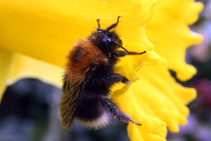 Шмель Bombus hortorum