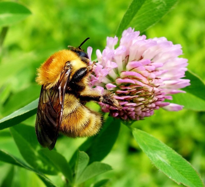 Степной Шмель Bombus fragrans