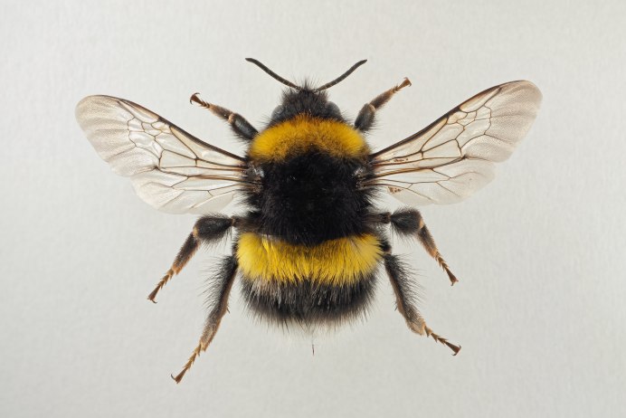 Шмель Bombus hyperboreus