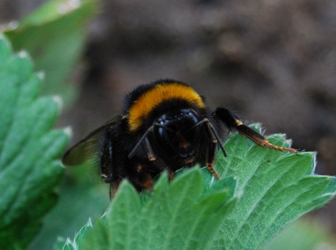 Шмель Степной – Bombus fragrans Pallas
