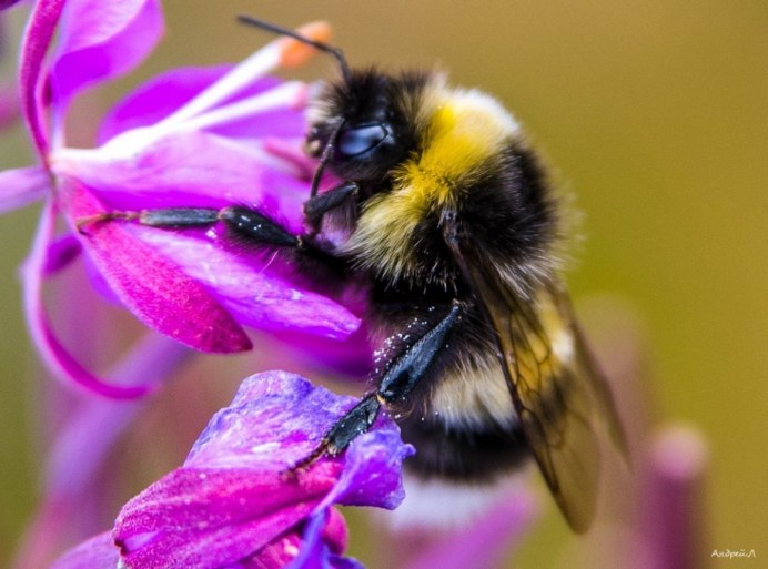 Bombus lucorum - Норовой Шмель