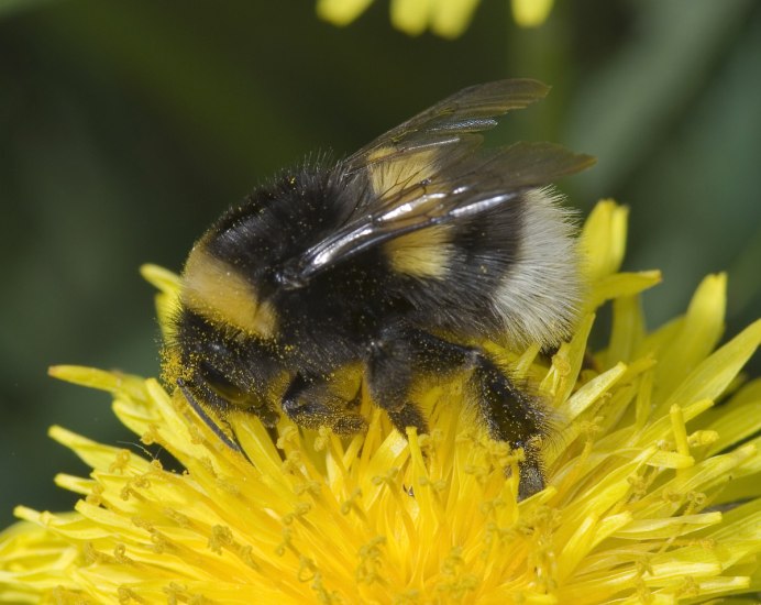 Bombus serrisquama