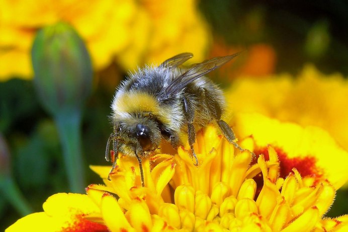 Шмель городской (Bombus hypnorum)