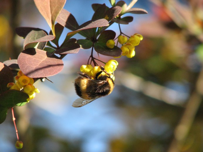 Bombus Bombus Шмель