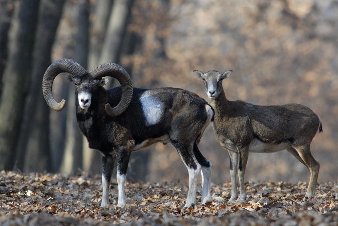 Муфлон (Ovis musimon).