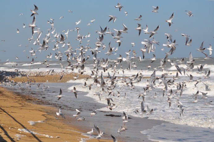 Чайка Seagull