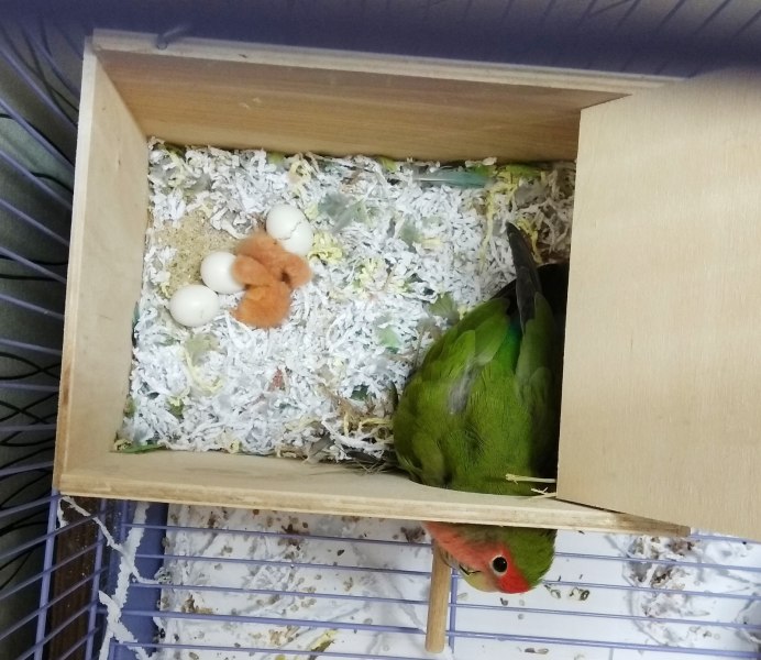 Гнездо для попугаев неразлучников своими руками