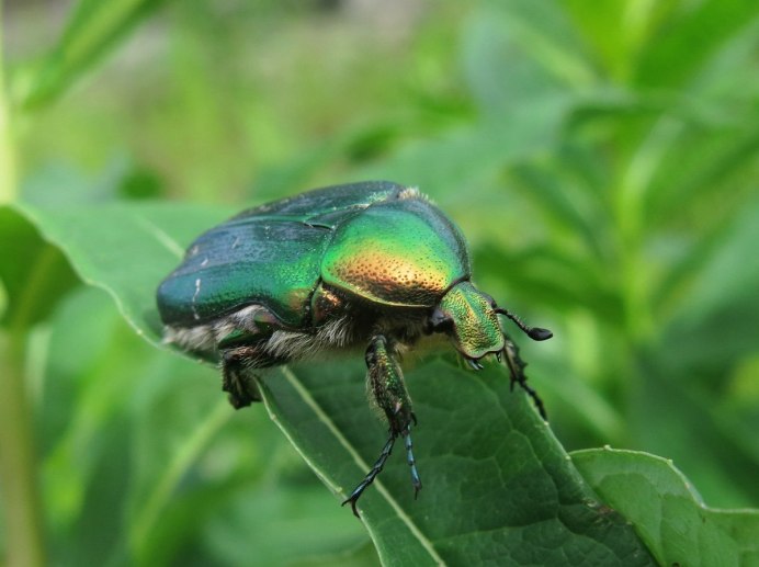 Tropinota hirta