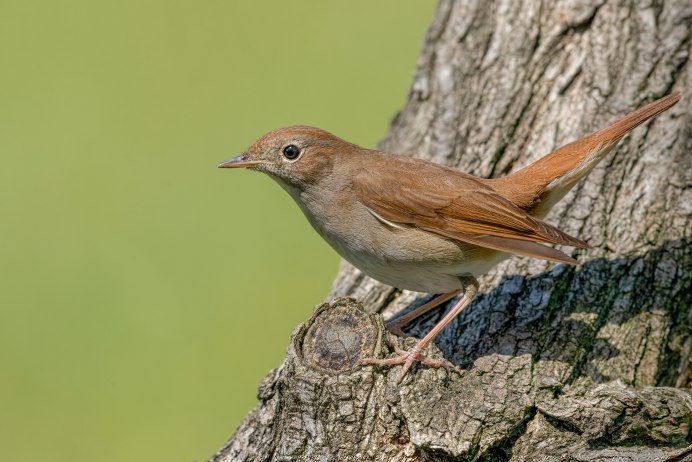Соловей синий (Luscinia cyane).