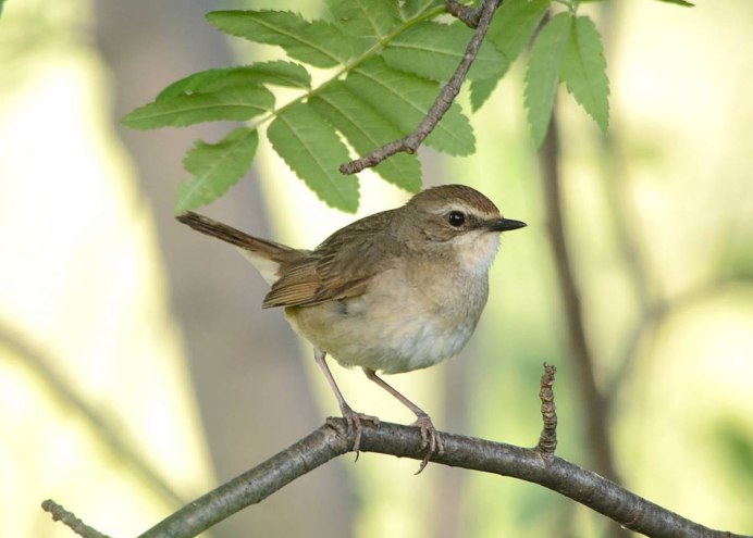 Luscinia Calliope
