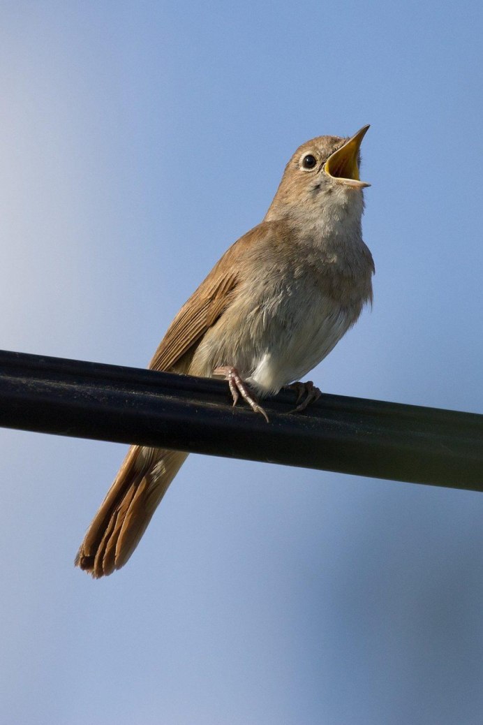 Luscinia Luscinia
